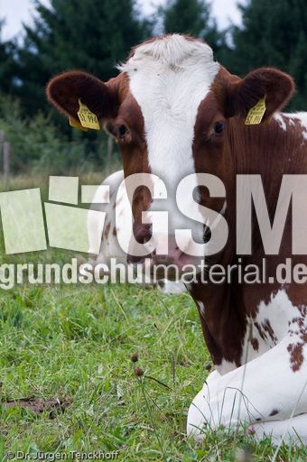 Hausrind (109 von 174).jpg